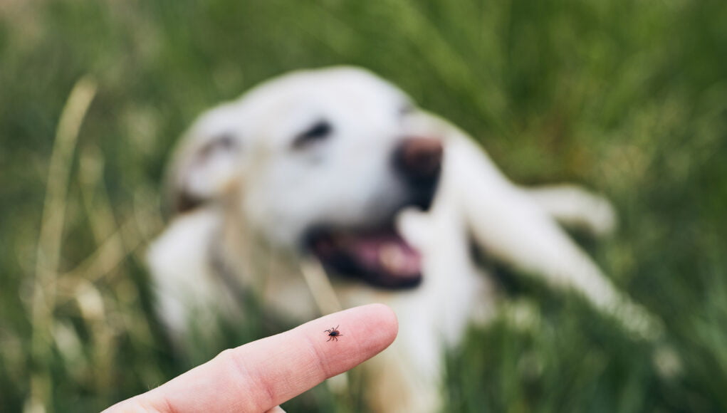 How to Protect Your Pets from Ticks